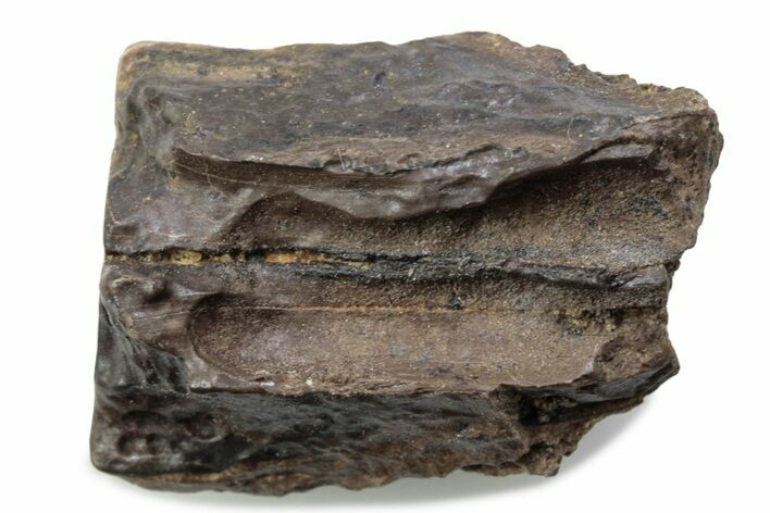 Fossil Triceratops Shed Tooth - Wyoming #376721